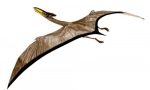 Ketzalcoatlus